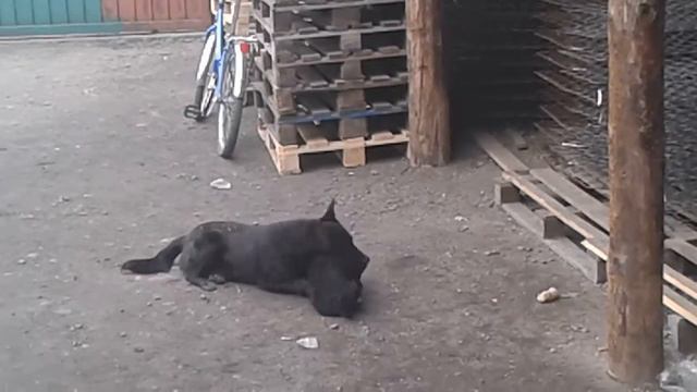 Питбул против алабай смотреть онлайн
