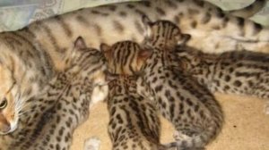 ?Почему КОШКА Топчет Нас ЛАПКАМИ? Учёные обьяснили почему!