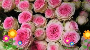 Роза спрей Мими Эден. Краткий обзор, описание характеристик, где купить саженцы Mimi Eden