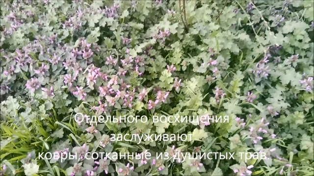 Севастополь.Деревья в цветах.Крымская весна. смотреть онлайн