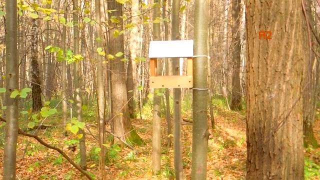 Городок для белок и птиц в Битцевском лесу смотреть онлайн