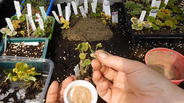 Pelargonium "hospital". смотреть онлайн