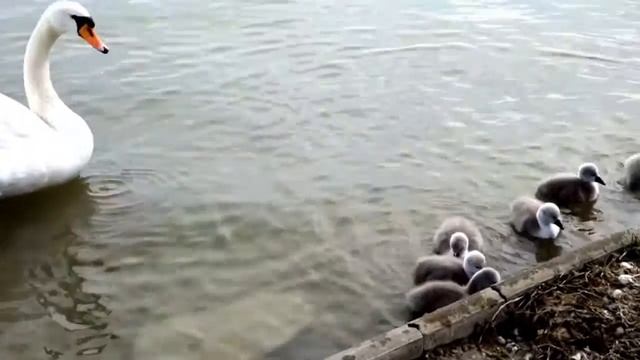 Водные процедуры на озере Балатон смотреть онлайн