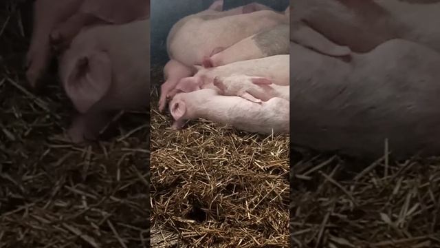 Хавроньи тоже любят спать. смотреть онлайн