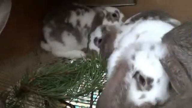 миксовый кролик французского барана и строкача смотреть онлайн