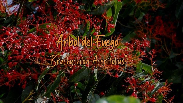 9 Plantas Ideales para Climas Subtropical смотреть онлайн