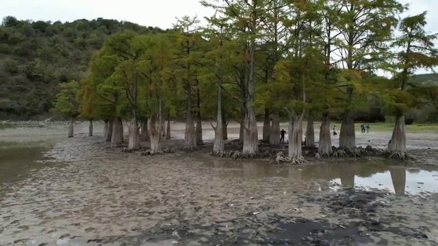 болотные Кипарисы в Сукко. смотреть онлайн