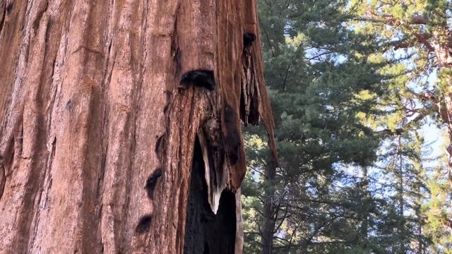 В одиночку по Америке! Sequoia national park смотреть онлайн