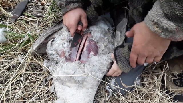 Как чистить гуся.часть1.2019 смотреть онлайн