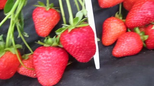 Квики - ранний сладкий сорт клубники . смотреть онлайн