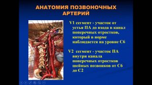 УЗД Патологии экстракраниального отдела брахеоцефальных артерий ч2 Ерошенко О Л