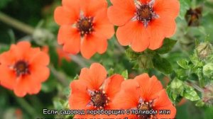 Лапчатка травянистая — посадка и уход