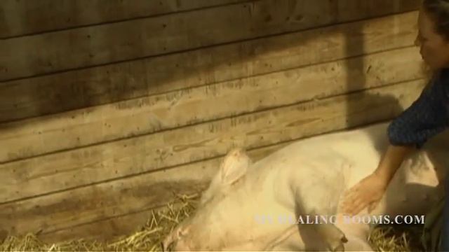 Kathleen M Shurman, Author & Animal Communicator, Interview for My Healing Rooms. смотреть онлайн