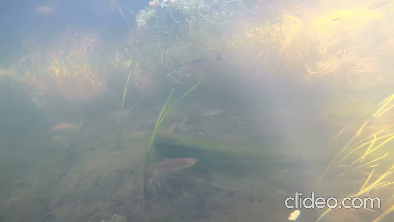 Аквариум в природе. смотреть онлайн