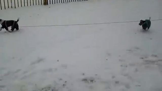 Собаки нашего питомника смотреть онлайн