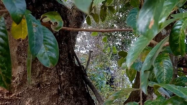 Thằng Cọp Kè Bị Người Âm Phủ Theo Đuổi Khi Đang Đi Chơi смотреть онлайн