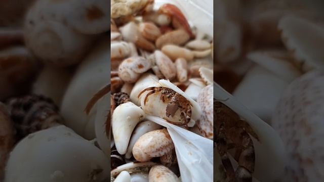 Краб вылазит из ракушки / Crab is coming out from the shell смотреть онлайн