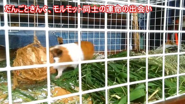 だんごときんぐ、モルモット 同士の運命の出会い смотреть онлайн