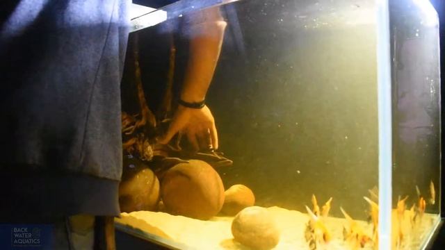 Beginner Biotope Setup Simple and Quick смотреть онлайн