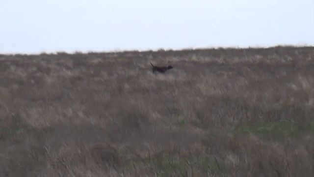 731 Курцхаар Джек смотреть онлайн