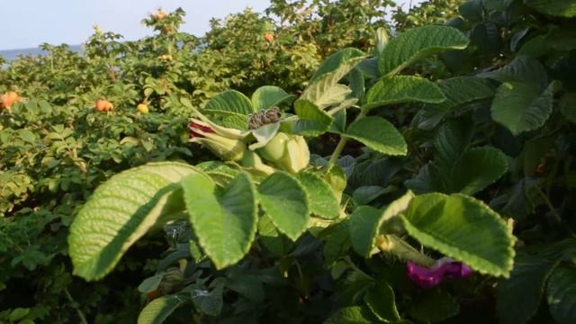 Шипо́вник морщи́нистый (лат. Rósa rugósa) смотреть онлайн