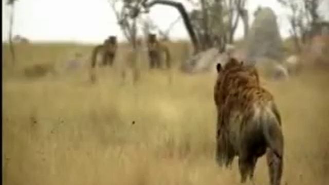 Smilodon Fatalis