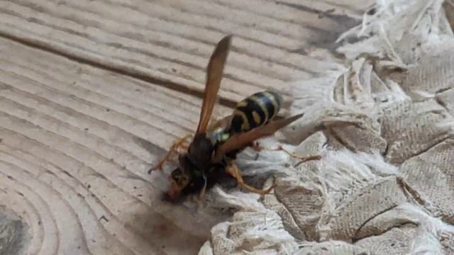 Оса против осы смотреть онлайн