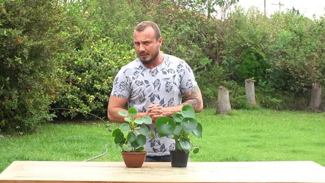 PILEA PEPEROMIOIDE E PEPEROMIA POLYBOTRYA RAINDROP - CONHEÇA AS NOVIDADES! | MURILO SOARES