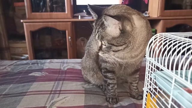 ХОМЯК АТАКУЕТ