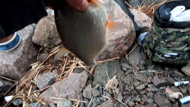 Рыбалка на Финском Заливе/Фидер на северной дамбе. смотреть онлайн