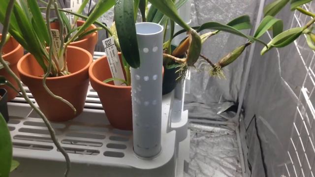 Update on my indoor orchid paradise & orchid haul! Cattleya Alliance, I'm lovin it' смотреть онлайн