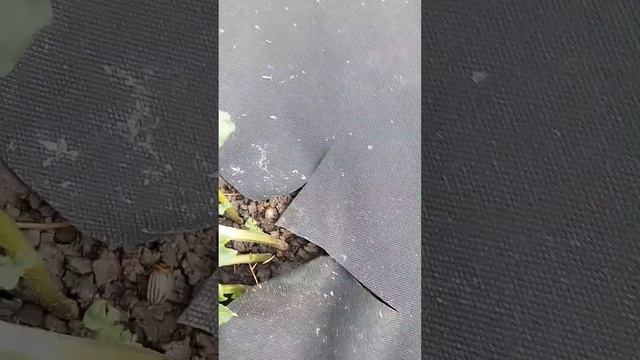 Крестоцветная блошка ест  картошку!!!?