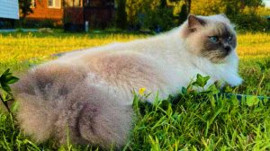 кто быстрее формула 2 против 171 машины в кар паркинге