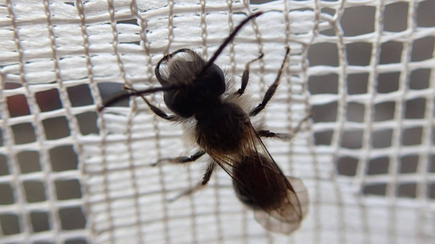 2024.07.05. Норильск. Шершень. смотреть онлайн