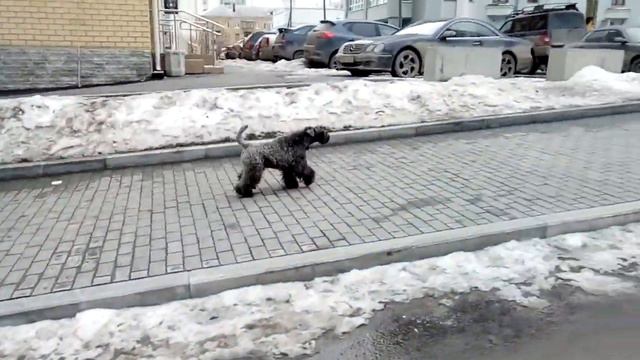 Экстрим Шоу Сага, г.Екатеринбург 5.04.2018