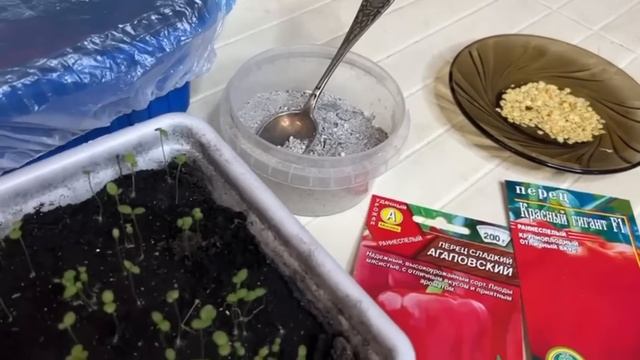 Я в восторге, даже старые семена прорастают за 1 день, дешевый способ для проращивания смотреть онлайн