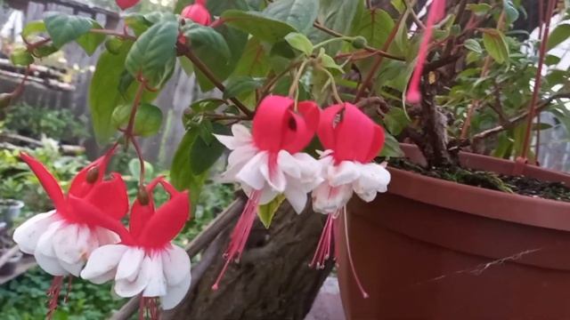 Мои танцующие балеринки. Фуксии. Обзор 6 сортов. смотреть онлайн