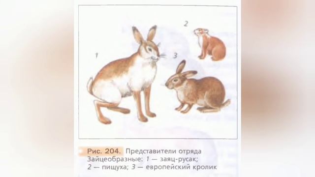 Краткий пересказ §54 Высшие, или плацентарные звери. Биология 7 класс Константинова Бабенко. смотреть онлайн