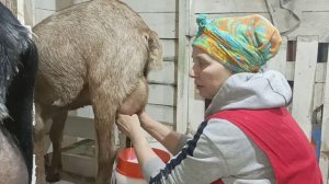 ХЛОПОТЫ НАШЕЙ ФЕРМЫ