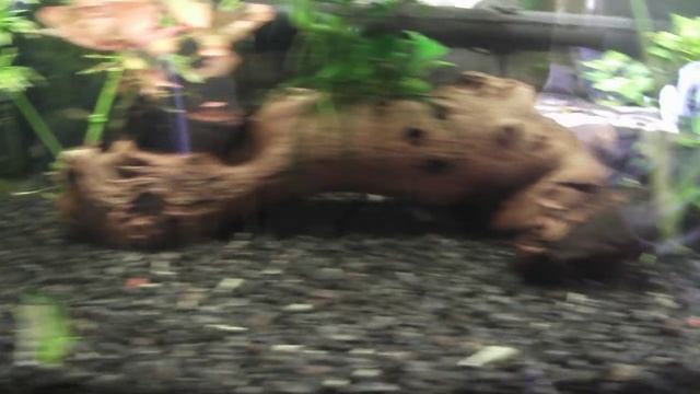 20L: Overgrown Water Sprite смотреть онлайн