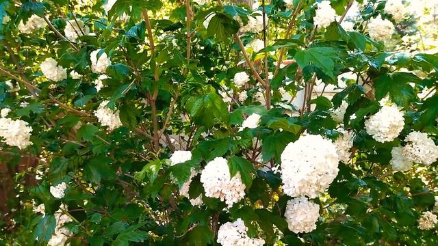 Калина "Бульденеж"-СНЕЖНЫЙ ШАР. Неприхотливый, декоративный кустарник. смотреть онлайн