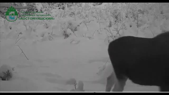 Лосиха в национальном парке "Калевальский" смотреть онлайн