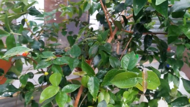 Евгения или суринамская вишня. смотреть онлайн