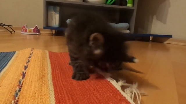 Котята сибирской породы смотреть онлайн