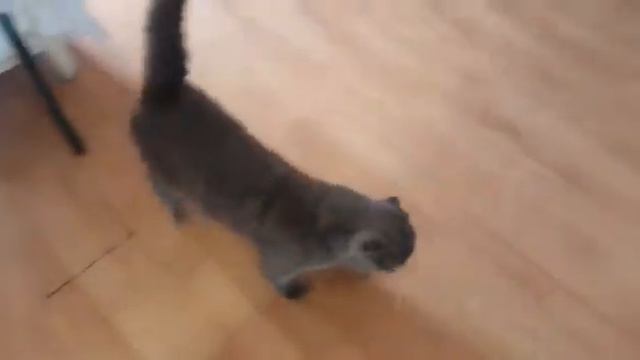 Британский кот смотреть онлайн