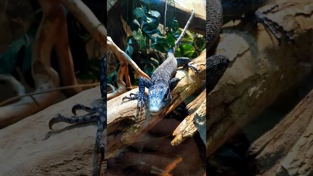 Маленький Варан ? Ящерица ? смотреть онлайн