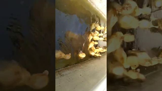 Утята Агидель смотреть онлайн