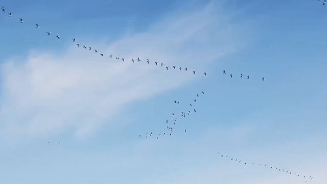 Р. Гамзатов "Журавли" смотреть онлайн