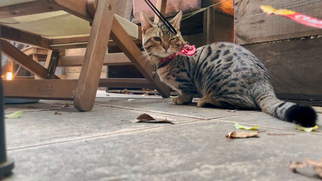 Going to a restaurant with Genetta Kitten【Munchkin x Bengal】 смотреть онлайн