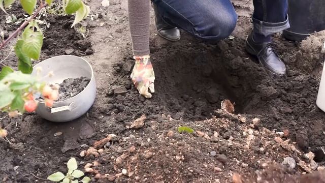 ПОСАДКА МАЛИНЫ | Секреты хорошего урожая малины смотреть онлайн